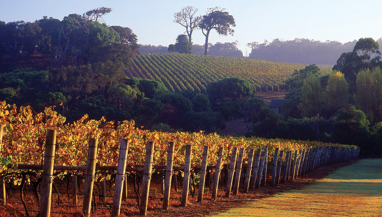 Rows of vines at sunset - Photo credit: Cape Lodge