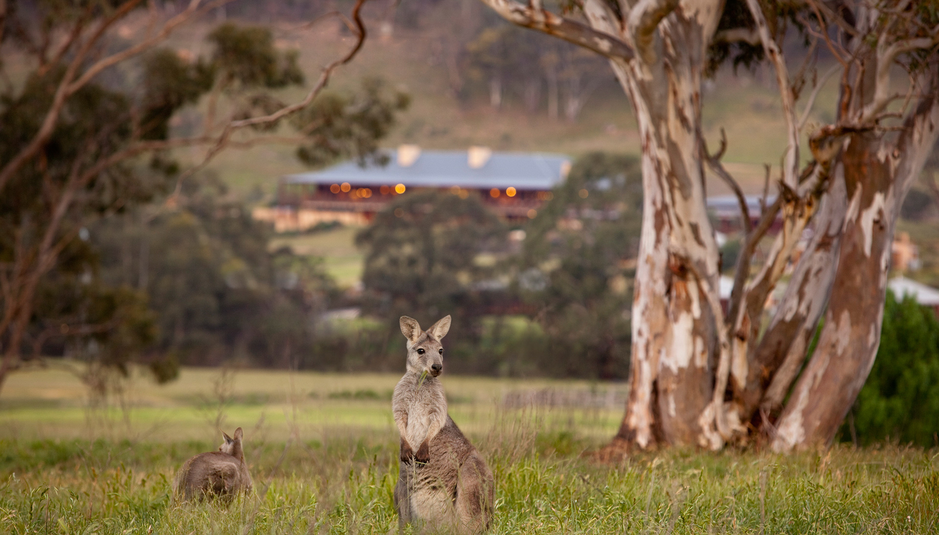 Wolgan Valley Kangaroo