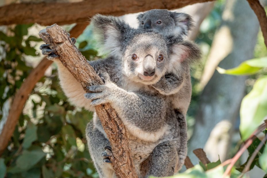 Save The Koalas Tour, Brisbane