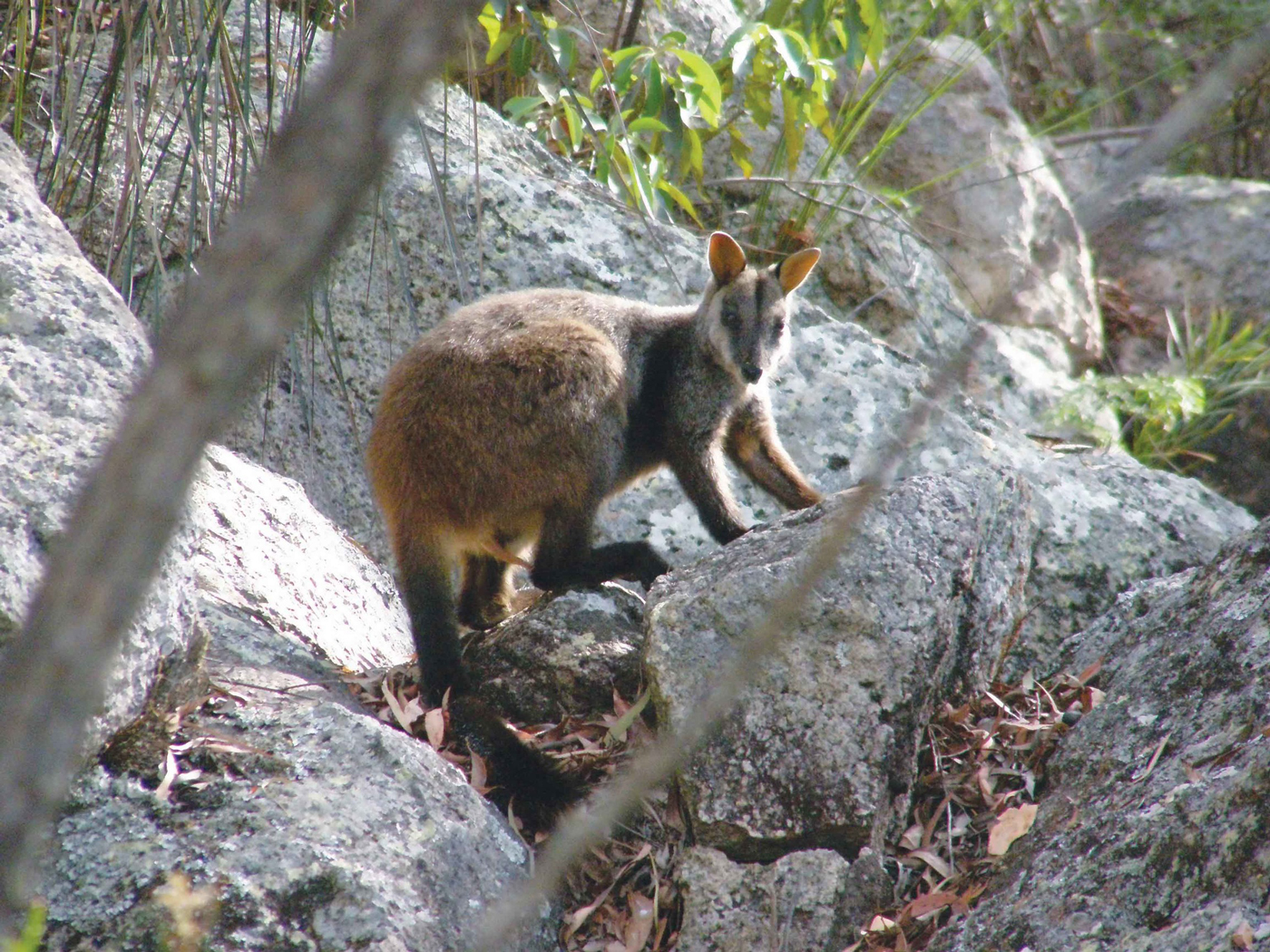 Wallaby at Spicers Peak Lodge
