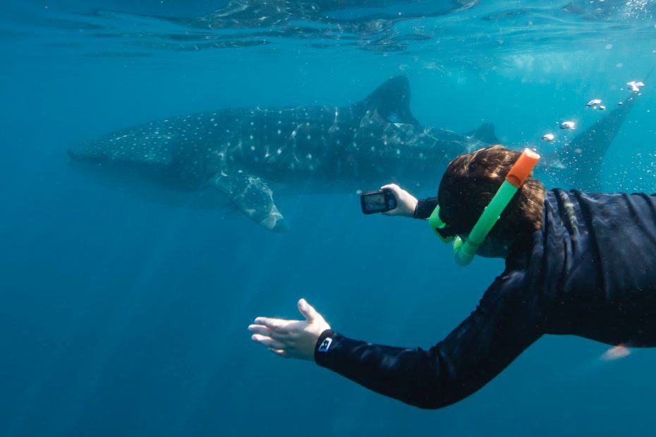 Snorkeler taking a photo of a whale shark at Ningaloo Reef