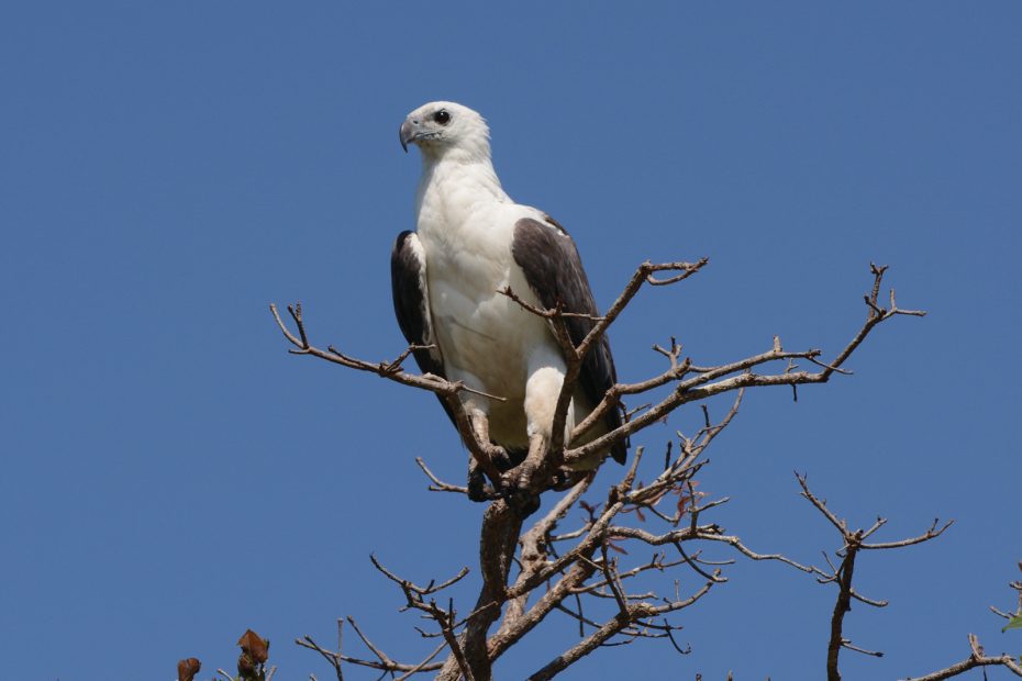 Bird, Kakadu National Park