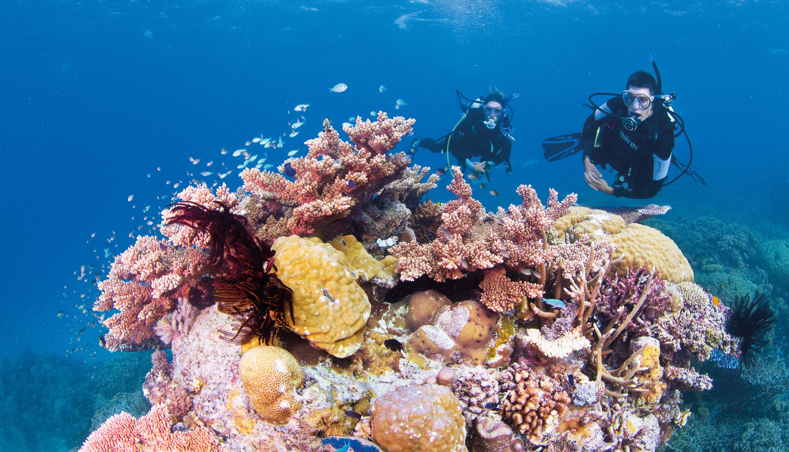 Ribbon Reefs, Great Barrier Reef