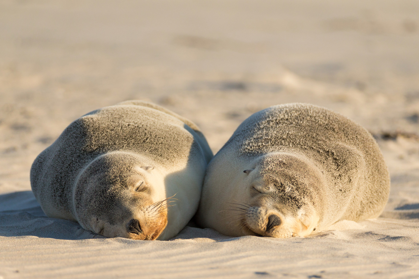 Two seals laying on the sand asleep on Kangaroo Island