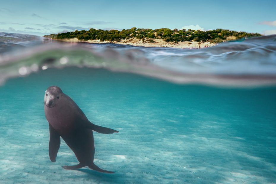 Seal underwater at Eyre Peninsula