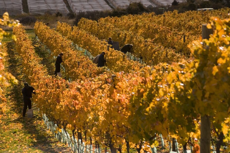 Autumn vineyards of Central Otago