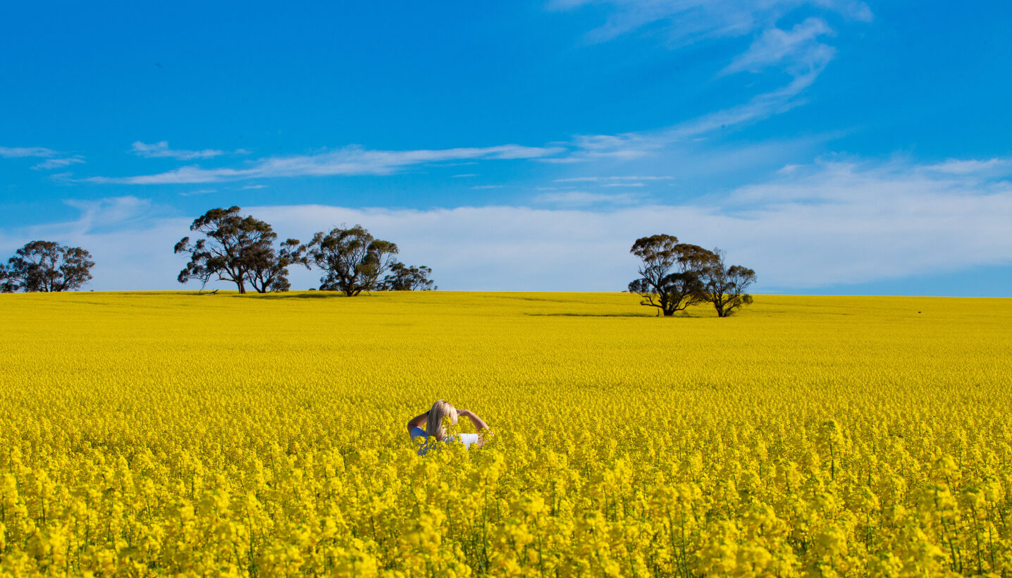 Field of yellow canola flowers in Clare Valley