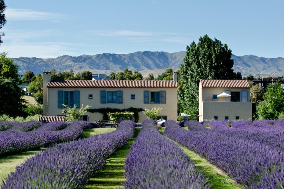 Looking over rows of lavender to French Fields, Marlborough accommodation