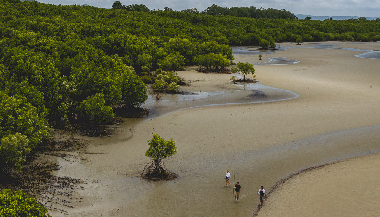 Hunting for bush tucker in the mangroves