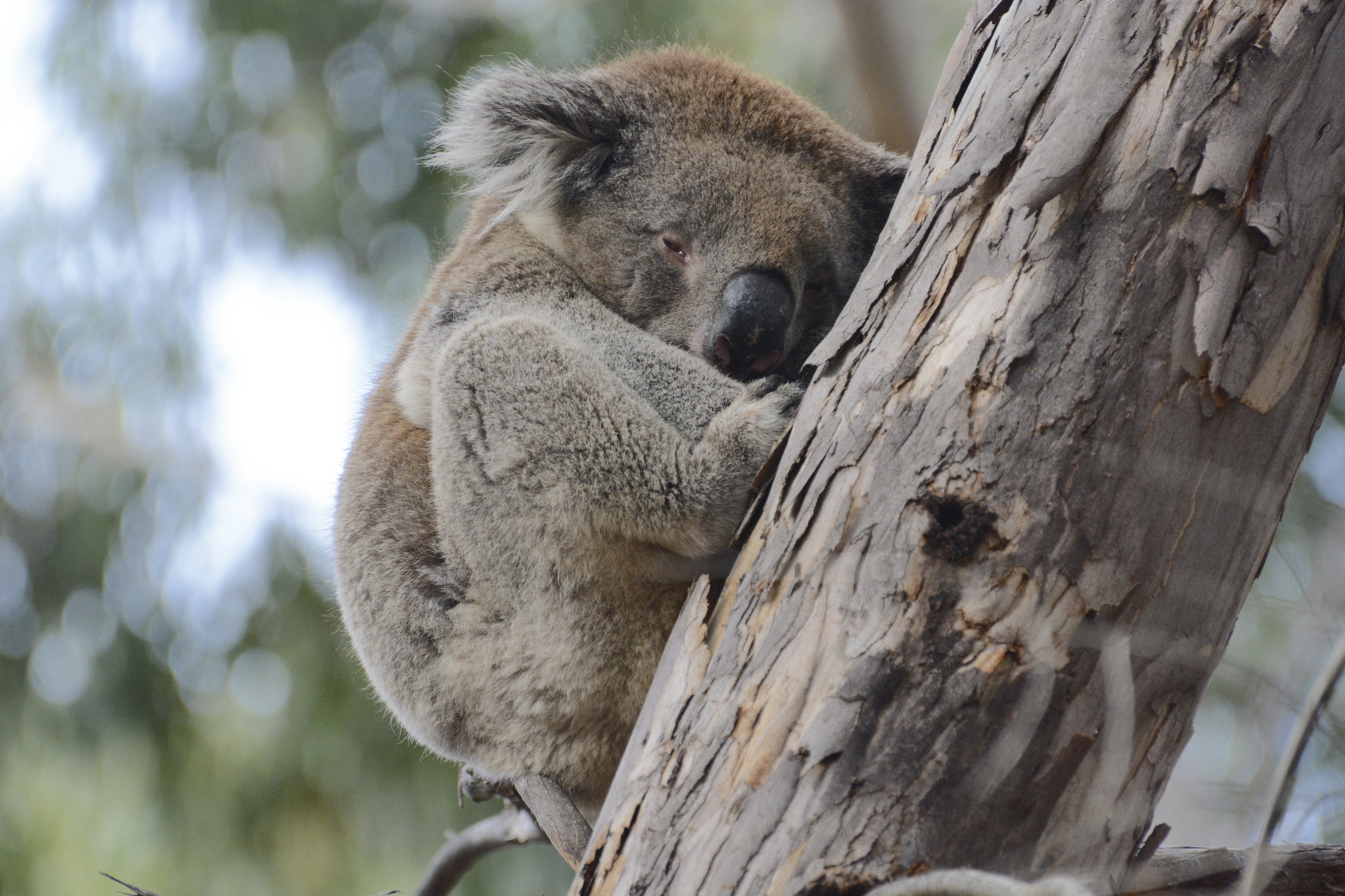 Wild about Koalas. Where to see koalas in the Wild.