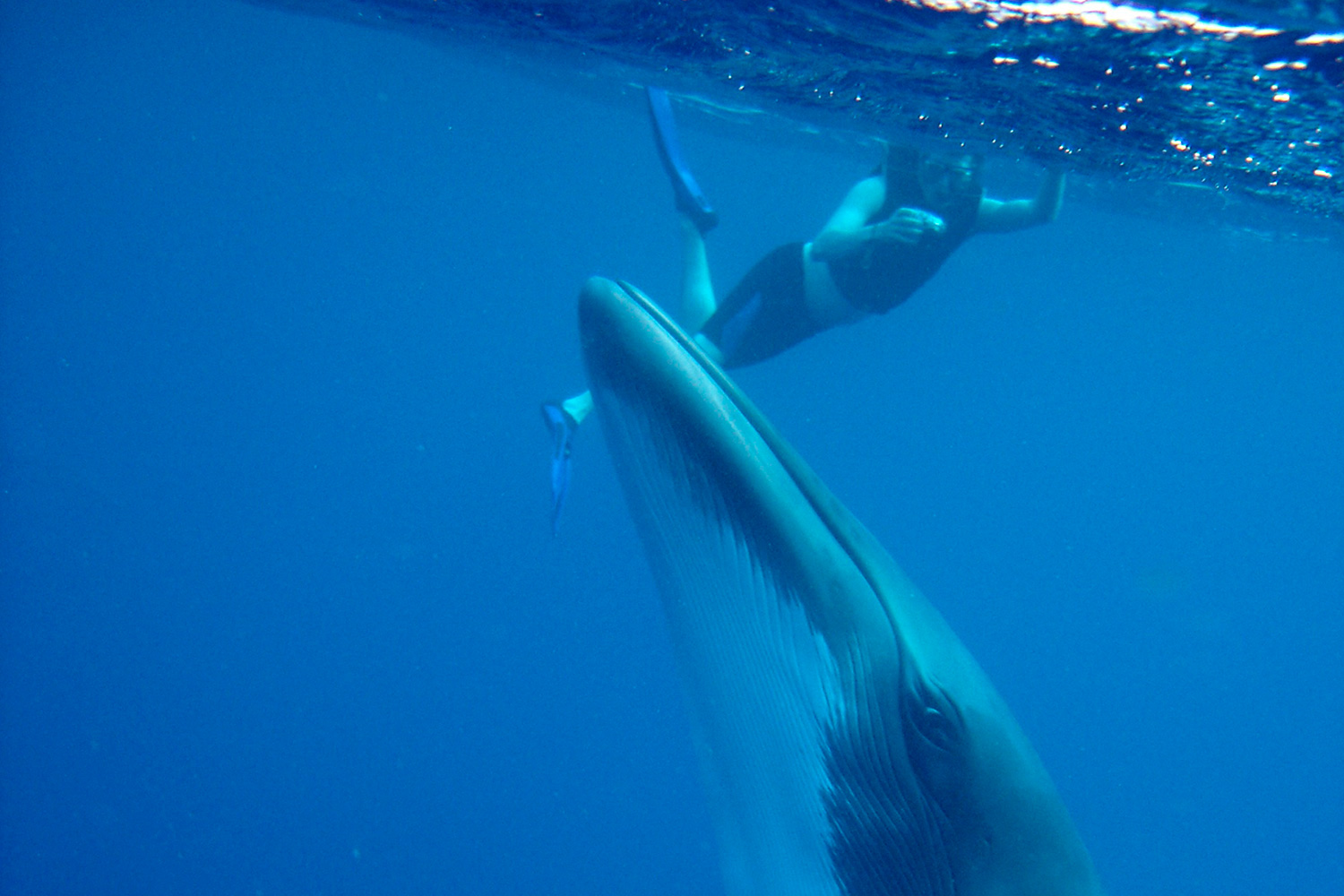 Experience: Swim with Minke Whale