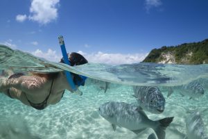 Snorkelling with fish in turquoise lagoon Lord Howe Island