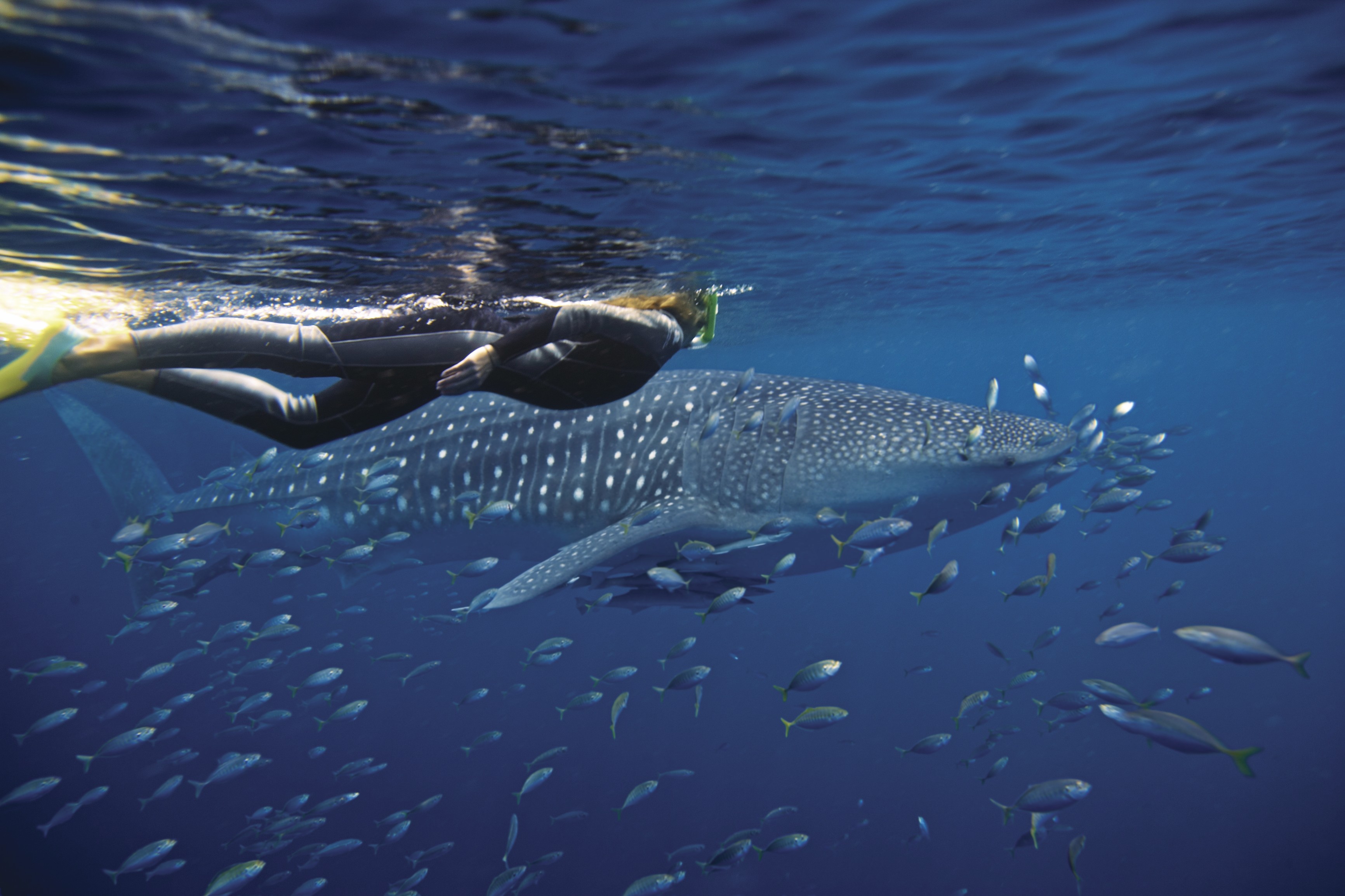 Ningaloo Reef: What to see, When to visit