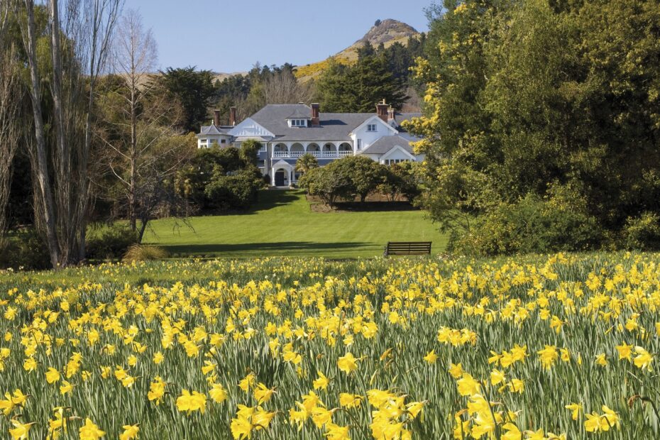 Daffodils at historic Otahuna Lodge in Christchurch