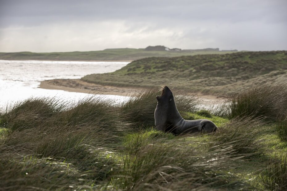 A sea lion on a Catlins beach