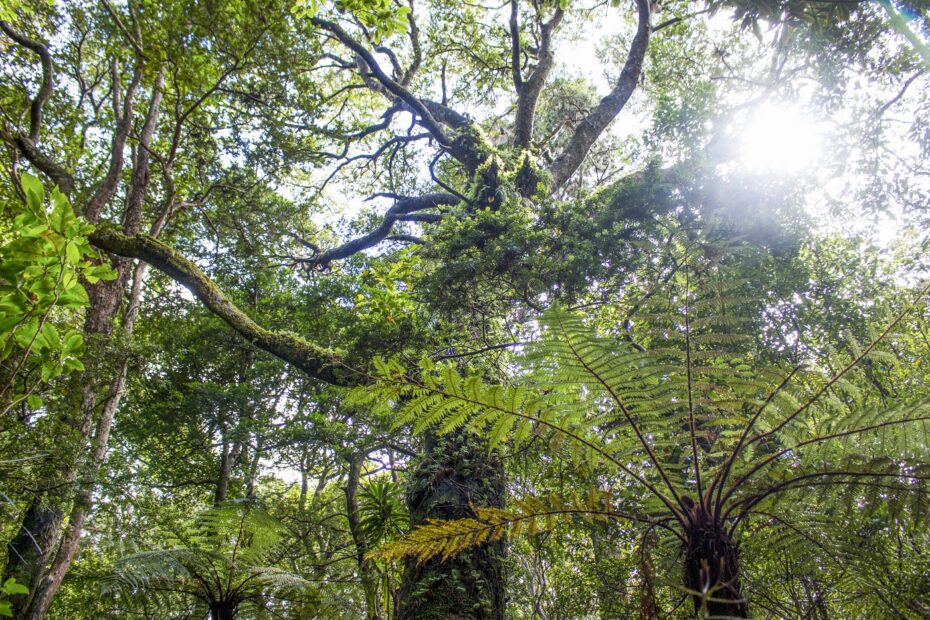 Native rainforest on Stewart