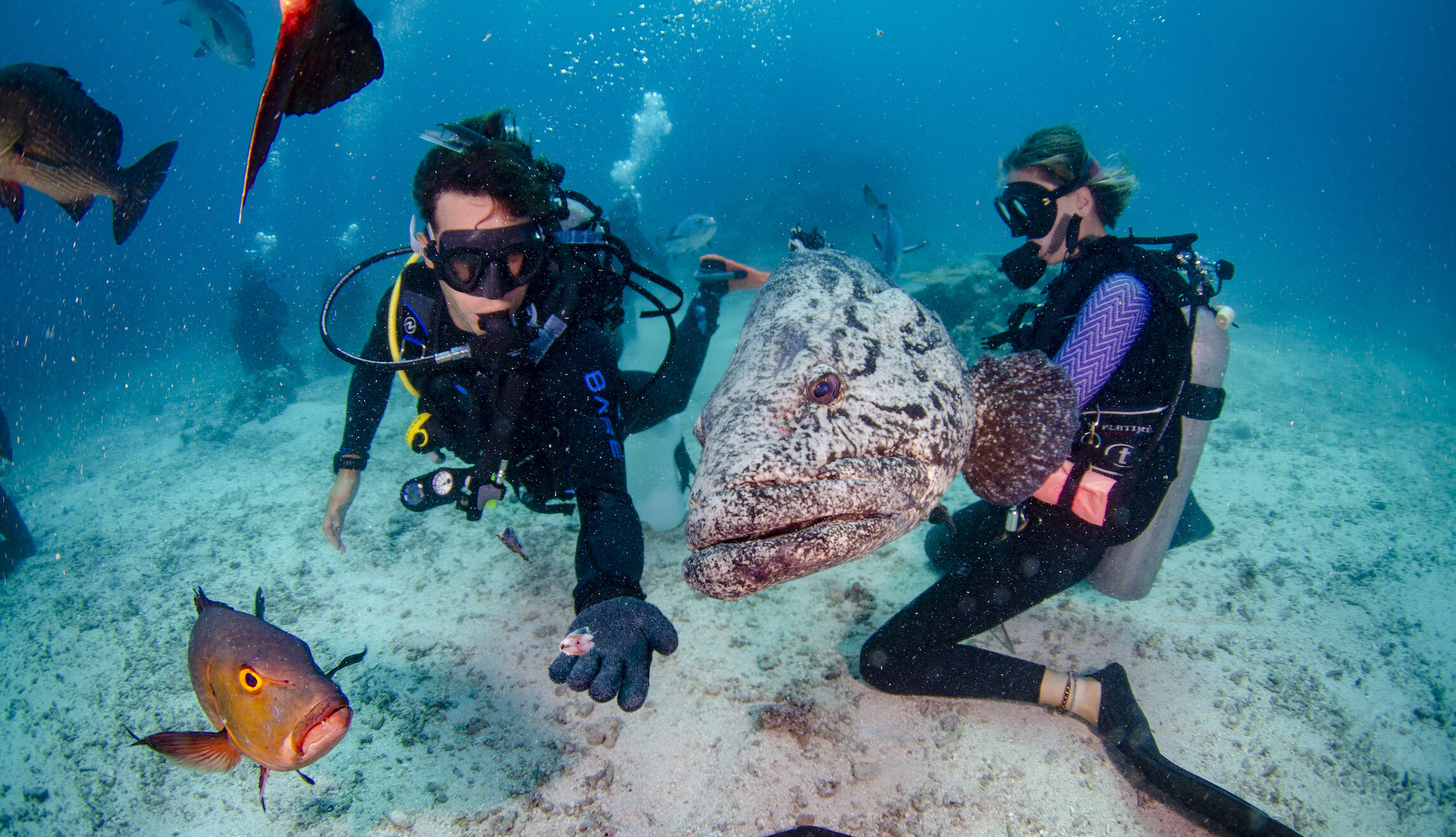 Scuba divers swimming with giant cod