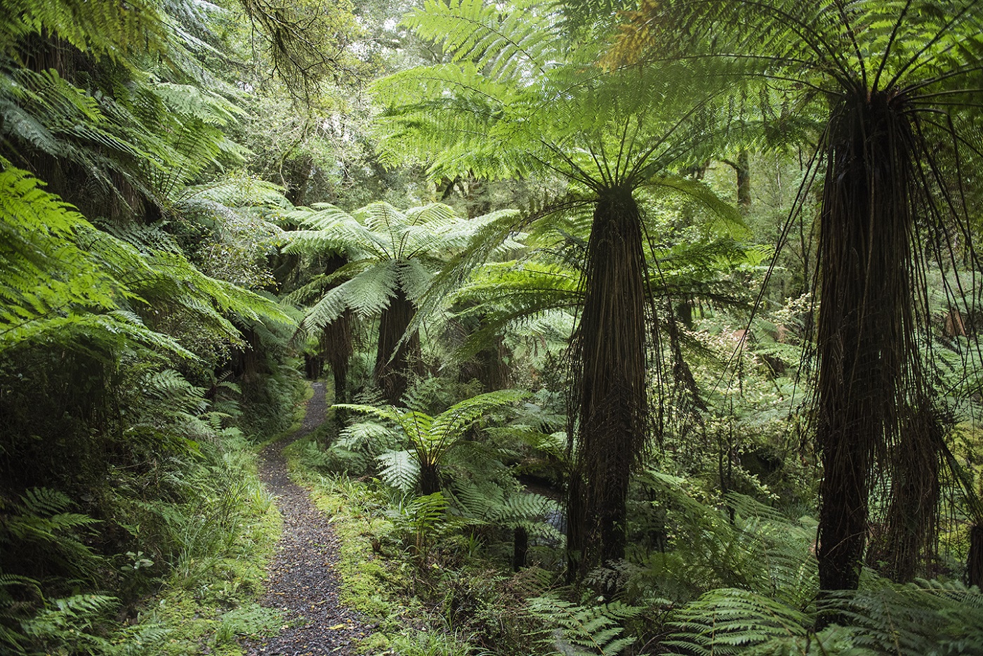 Hiking track through ferns in New Zealand