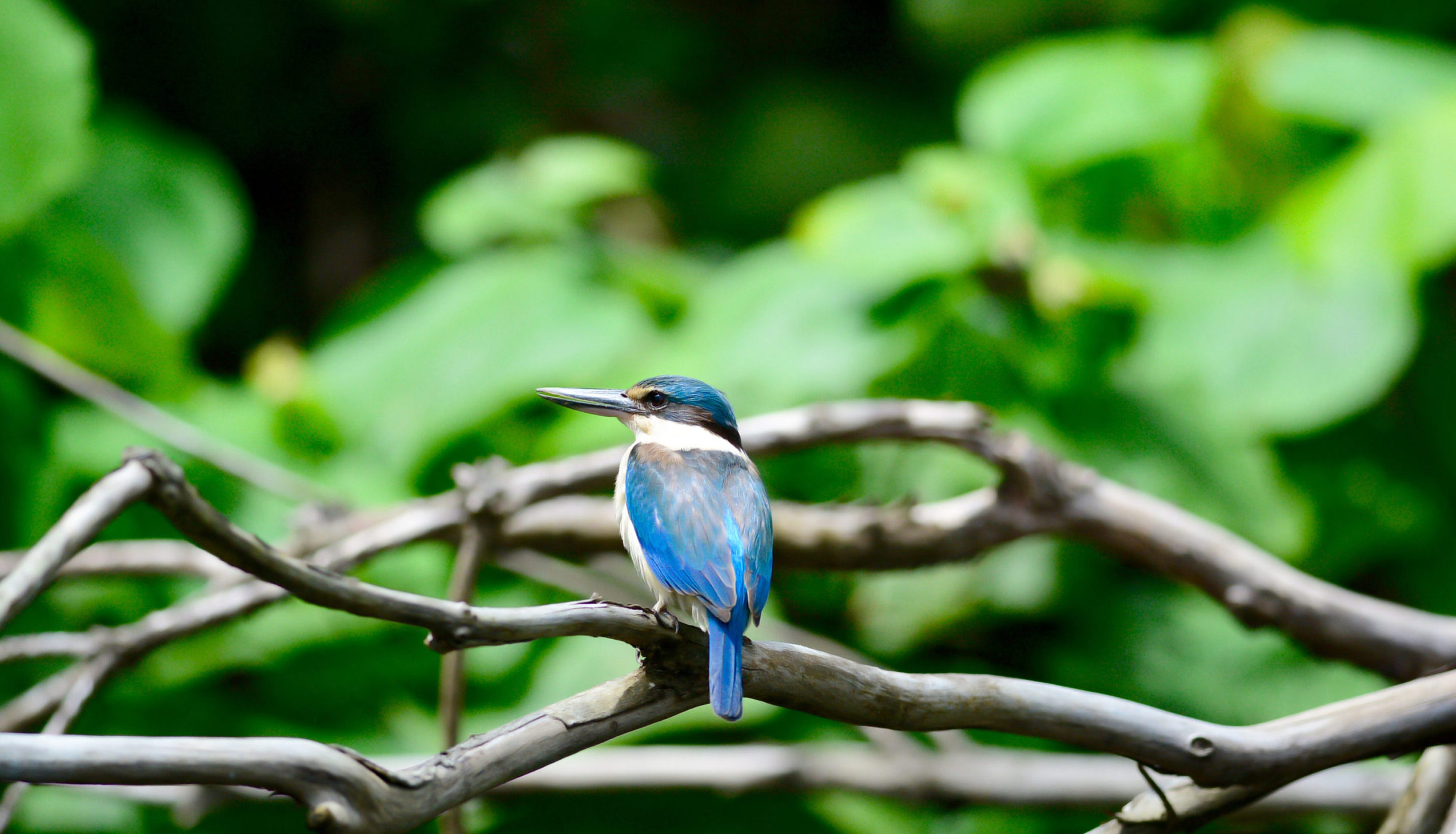 Sacred Kingfisher sitting on branch in Daintree Rainforest