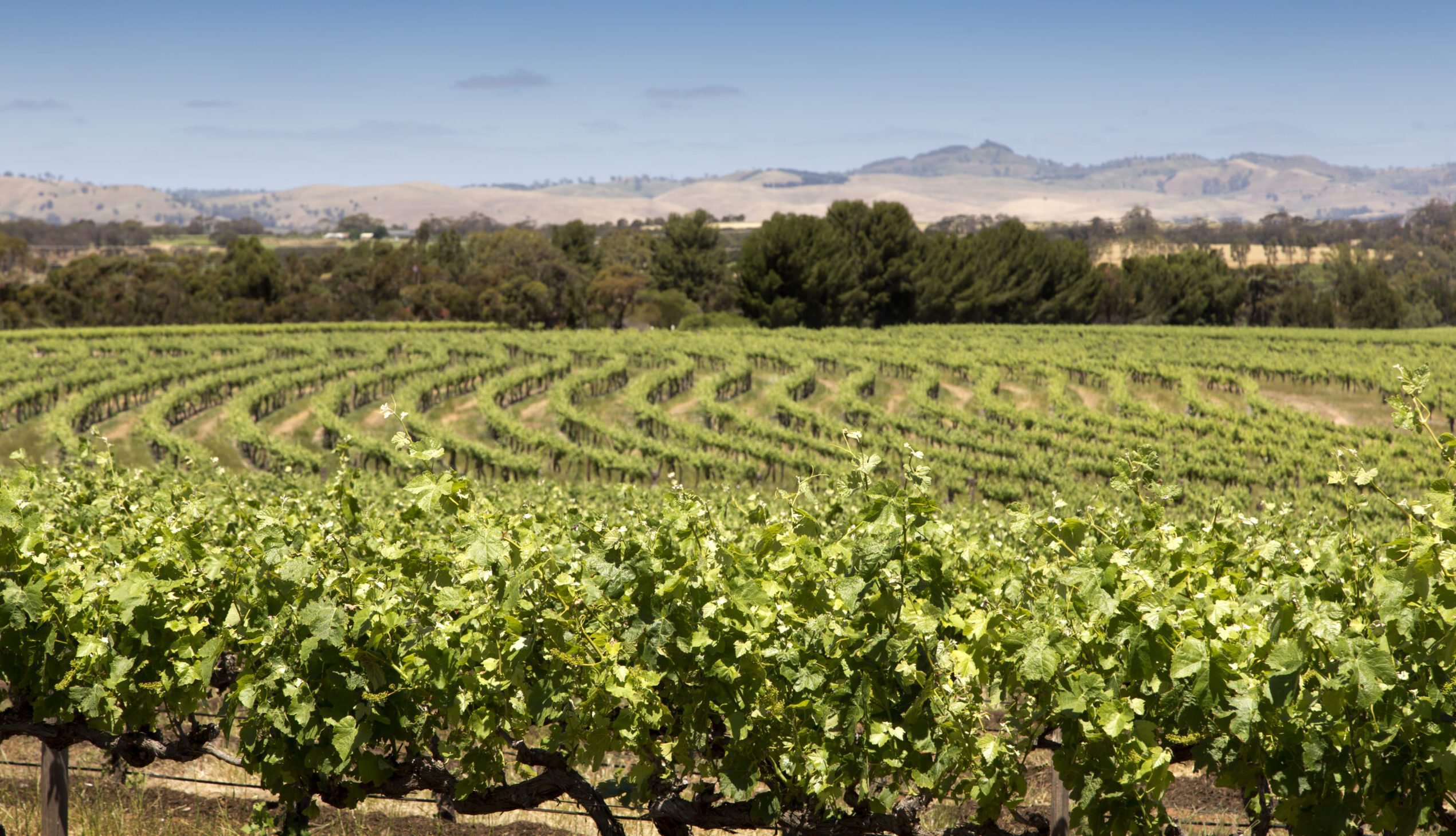 Vineyards under blue sky at The Louise