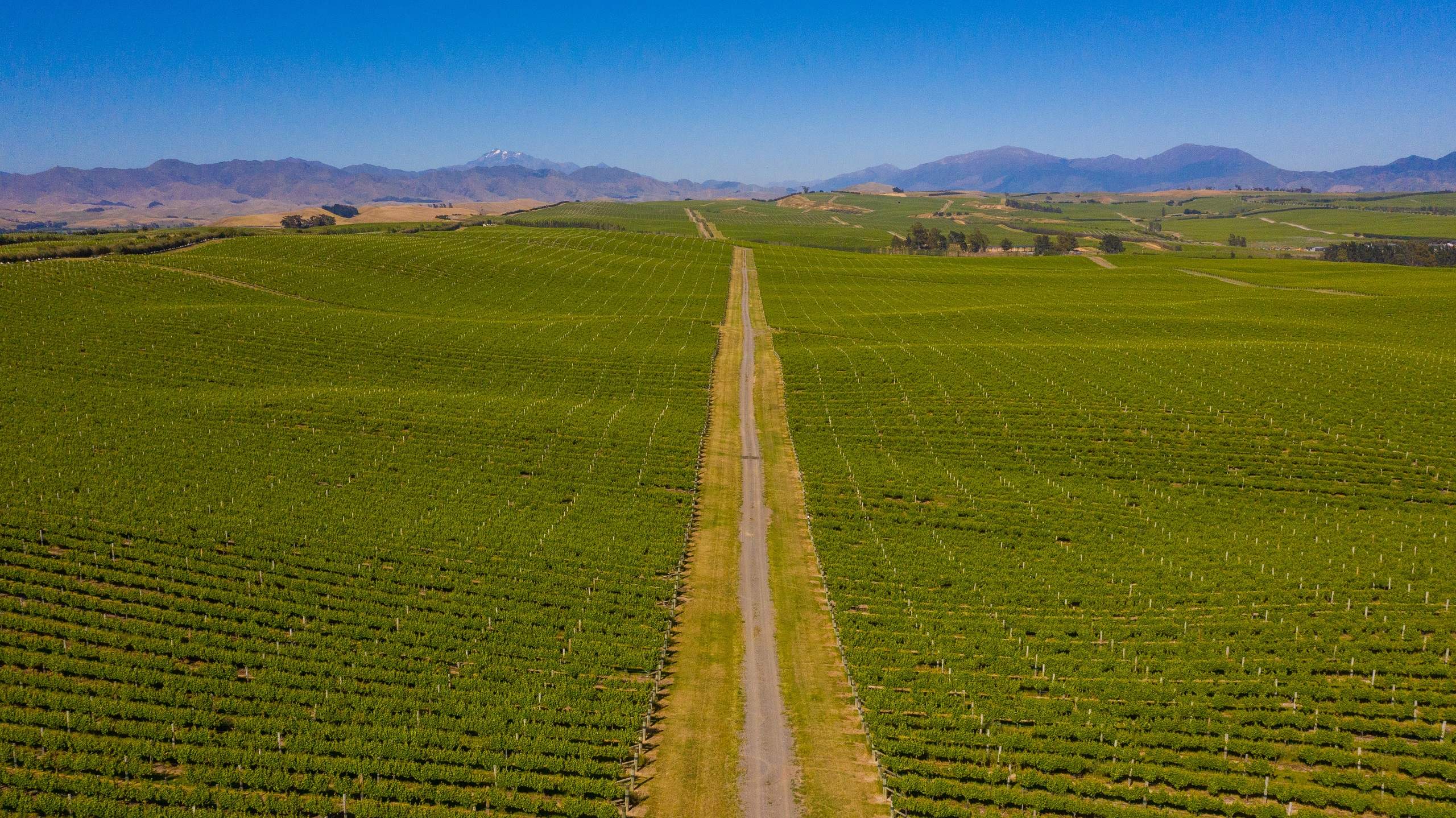 Aerial view of Marlborough vineyards
