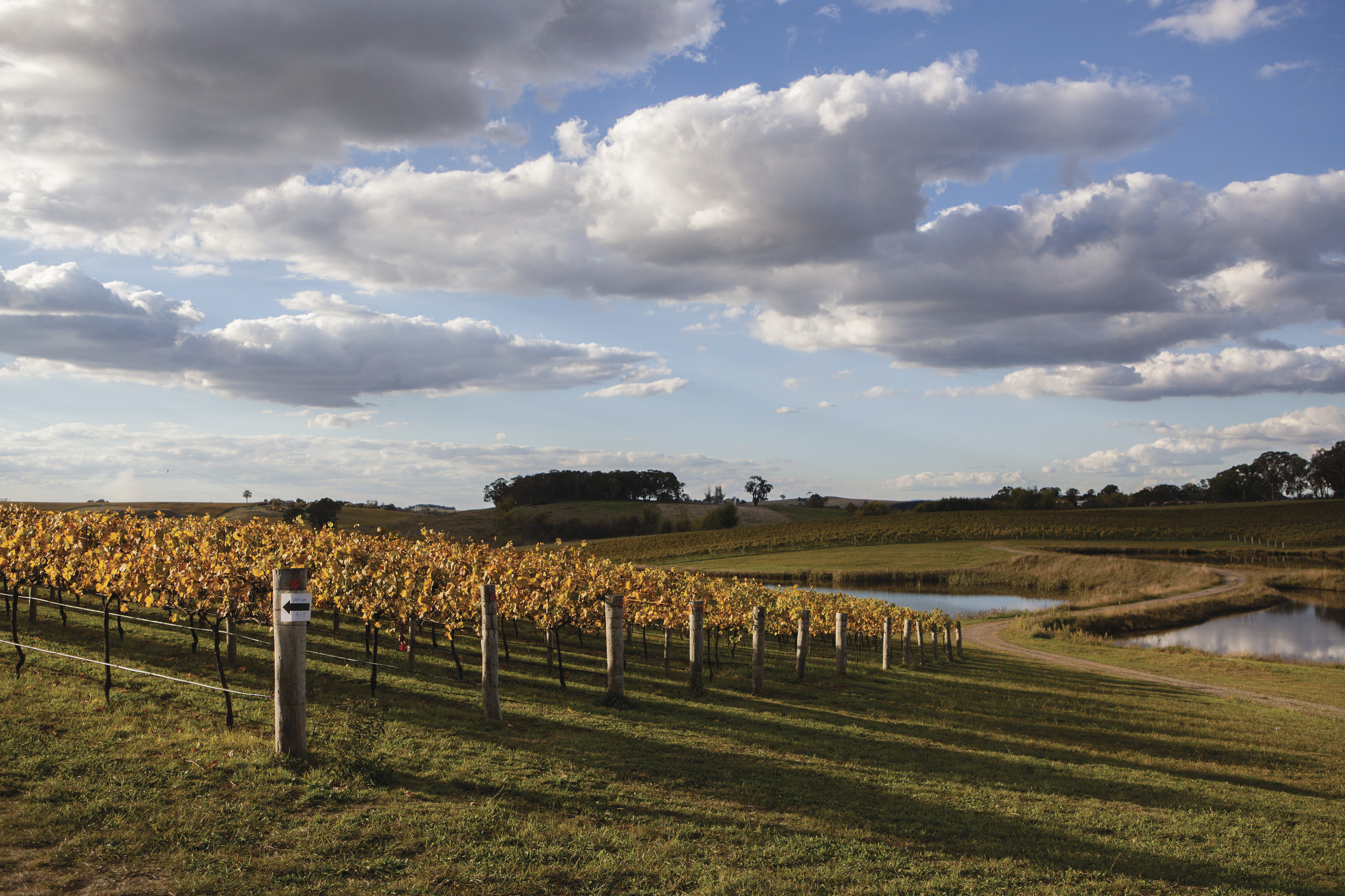 Orange vineyards and big skies