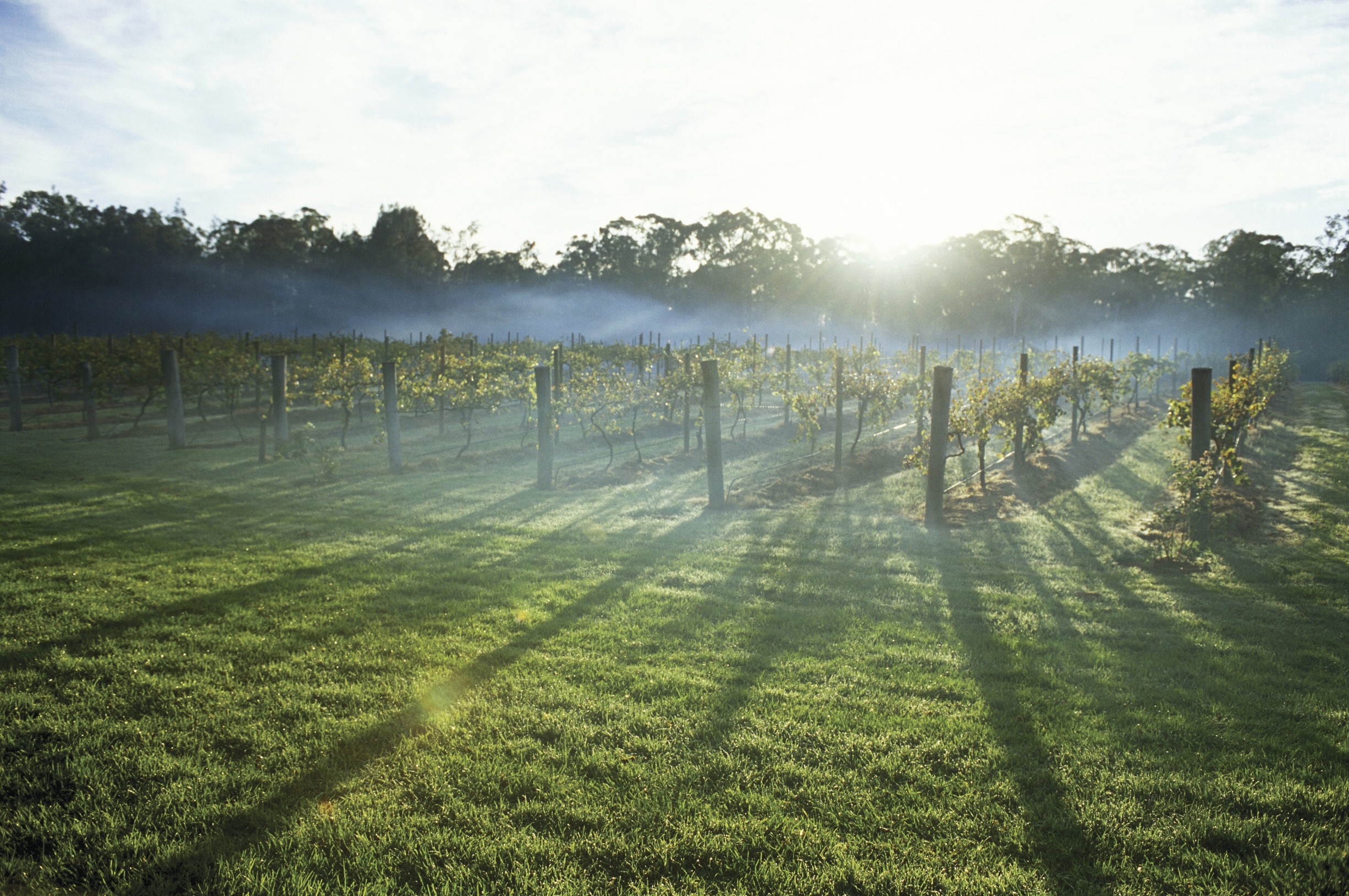 Sun streaming through Hunter Valley vineyards