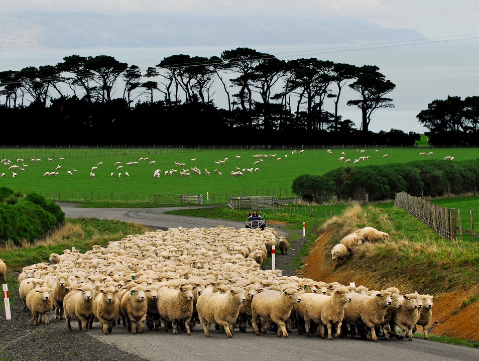Sheep on Wharekauhau Country Estate