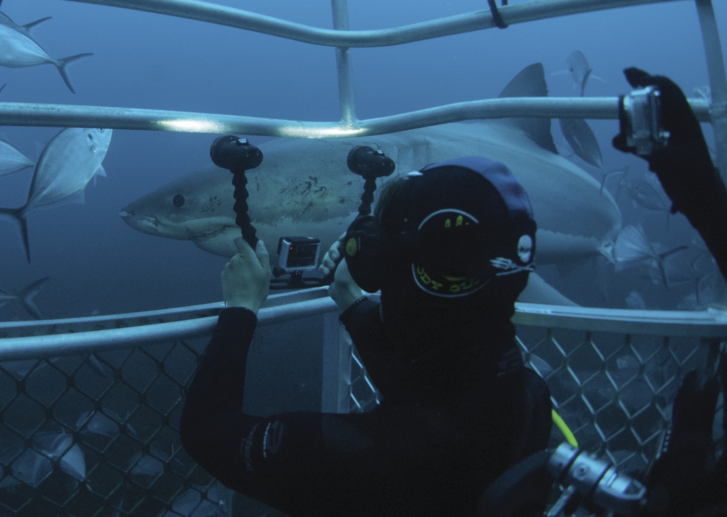 Great White Shark Cage Dive South Australia
