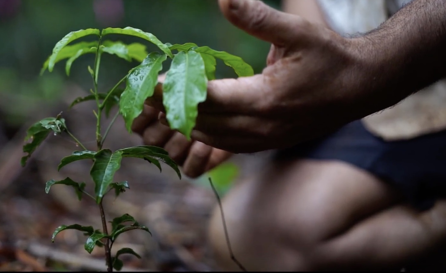 Southern Crossings partners with ReForest Now to reforest endangered Australian Rainforests