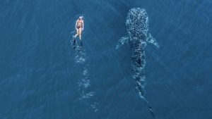 Whaleshark swim Ningaloo Reef Western Australia bucket list travel