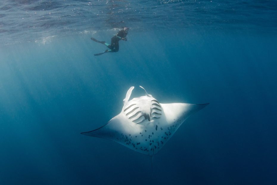 Manta Conservation activities at Kokomo Private Island Fiji luxury resort