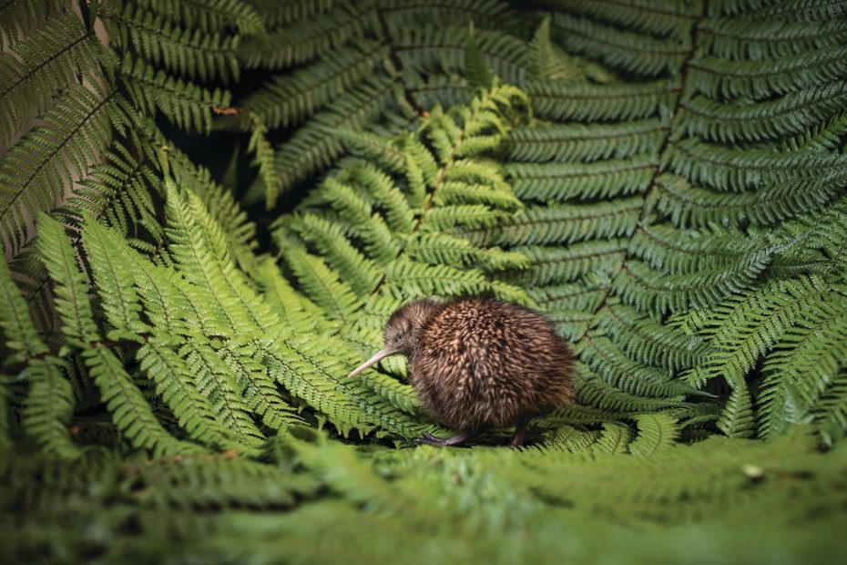 Kiwi bird New Zealand's national icon
