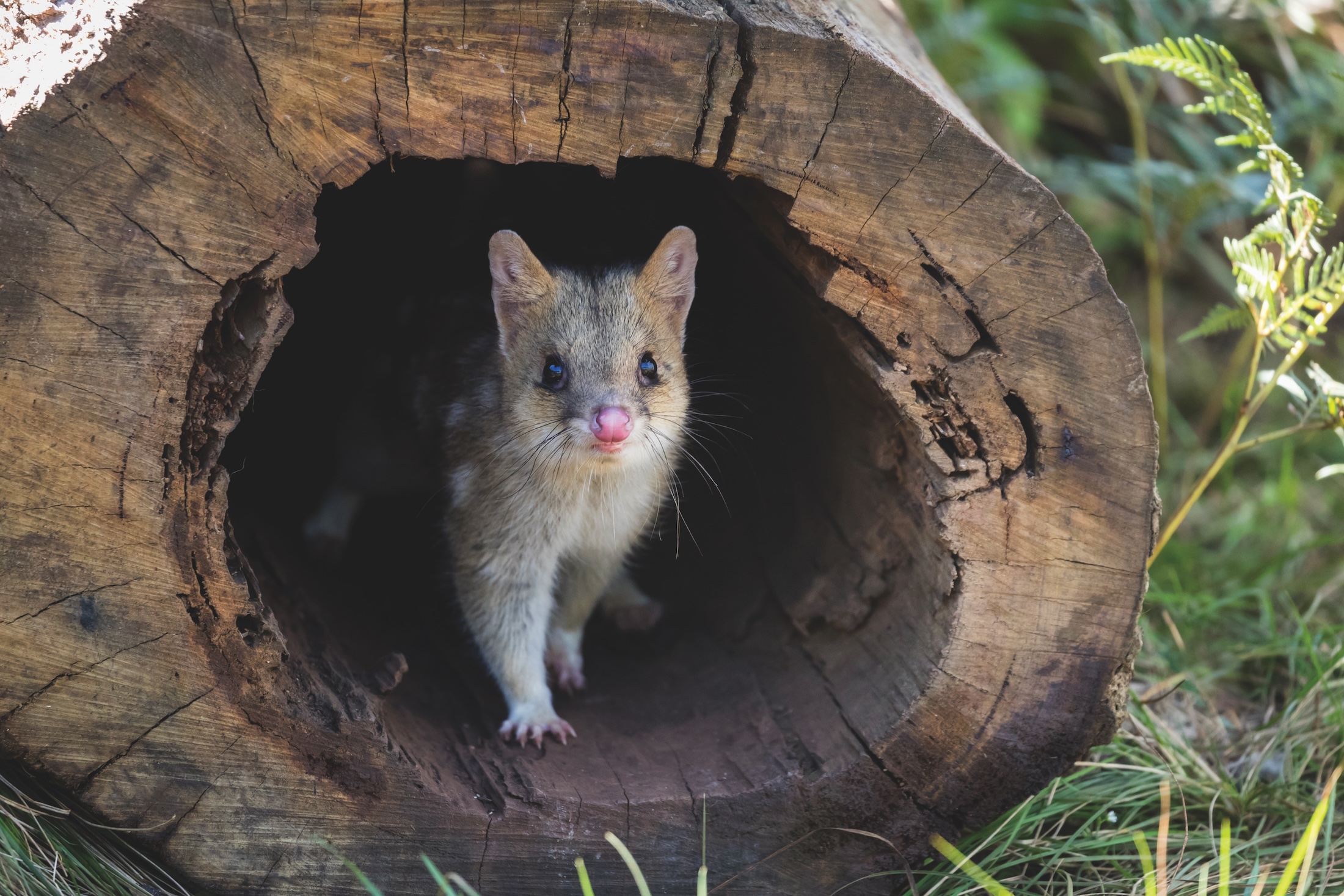 Quoll at Aussie Ark wildlife conservation sancturary