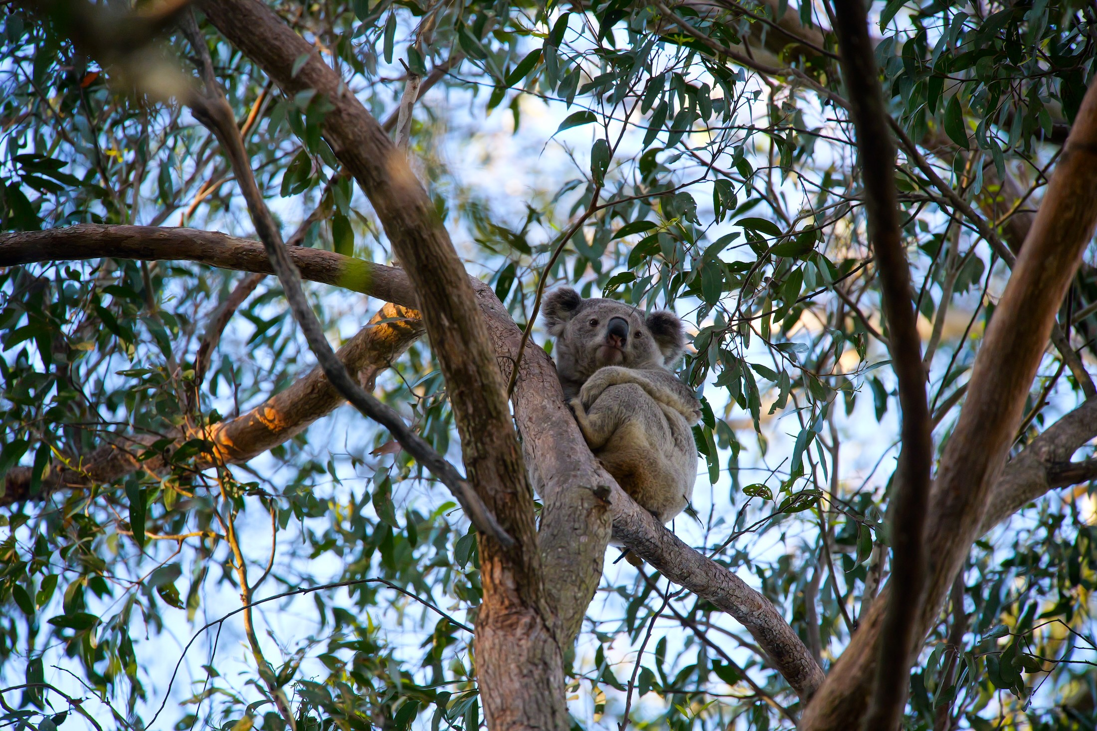 Koala in treetops at Aussie Ark wildllife conservation sanctuary