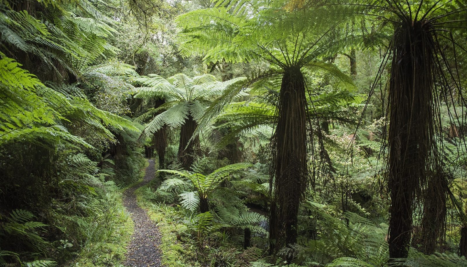 Hollyford Track Hiking track through ferns in New Zealand