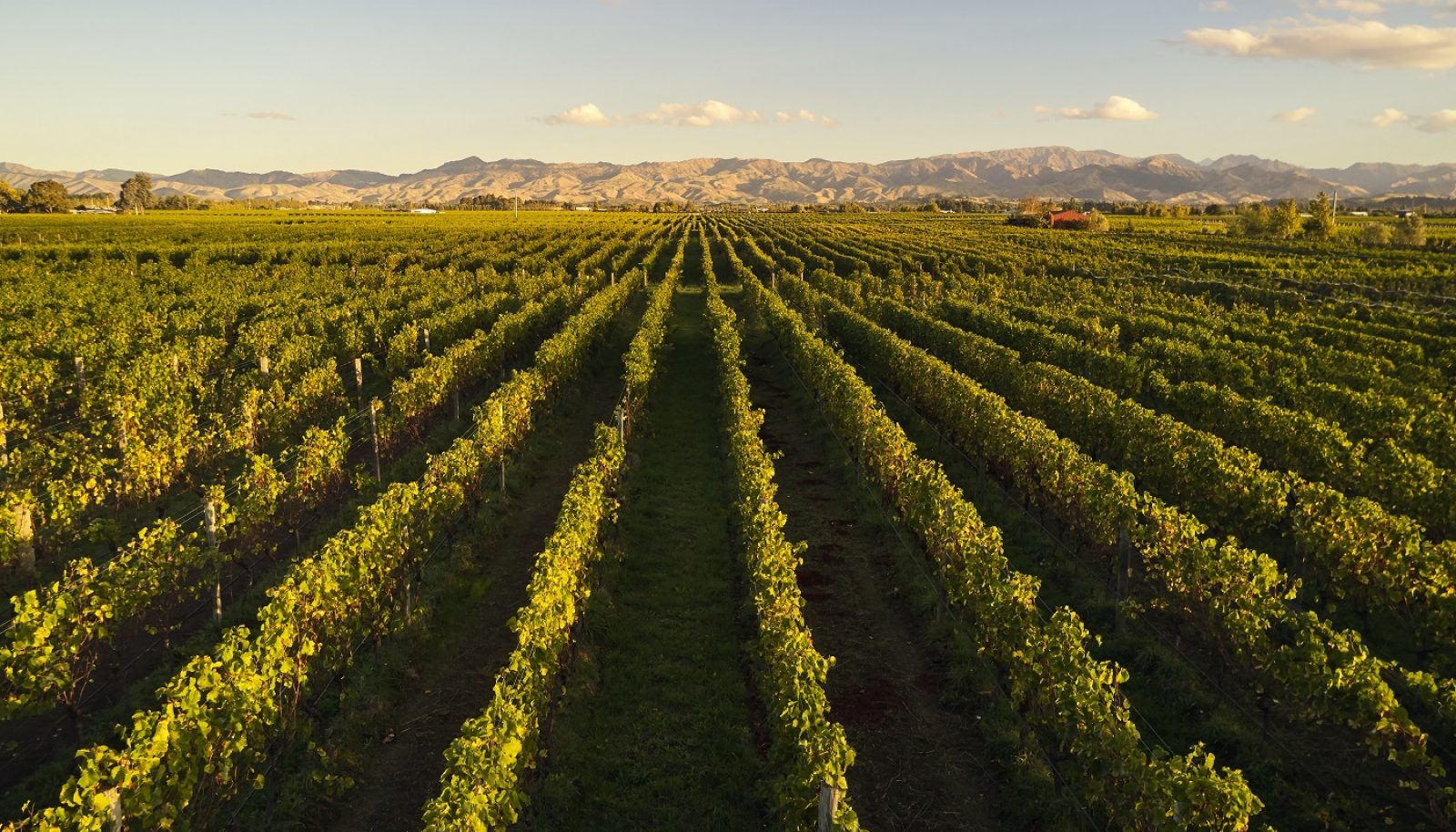 View over Marlborough vineyards