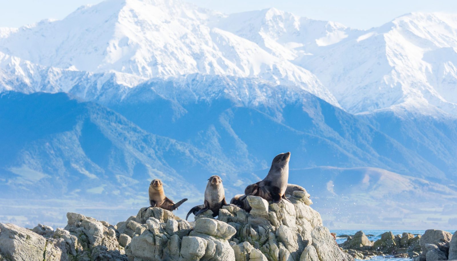 seals-and-mountains-kaikoura